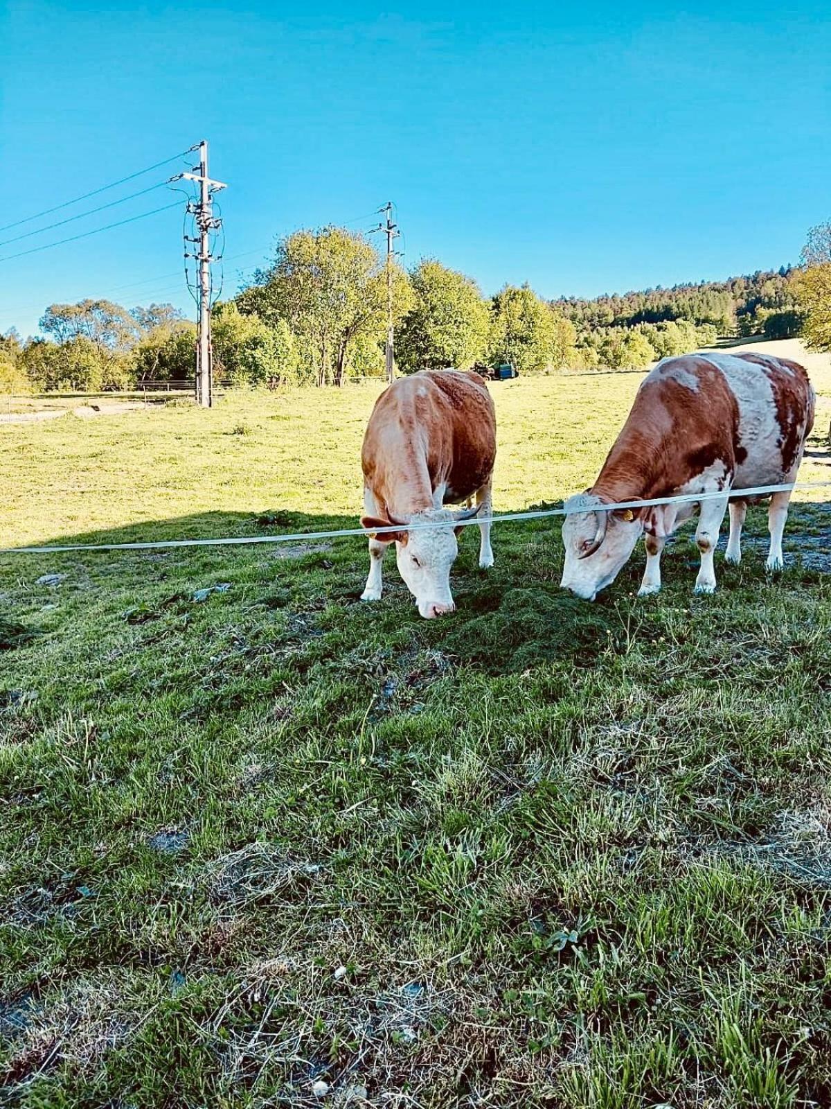 Chata Pod Wyciagiem Wańkowa Buitenkant foto
