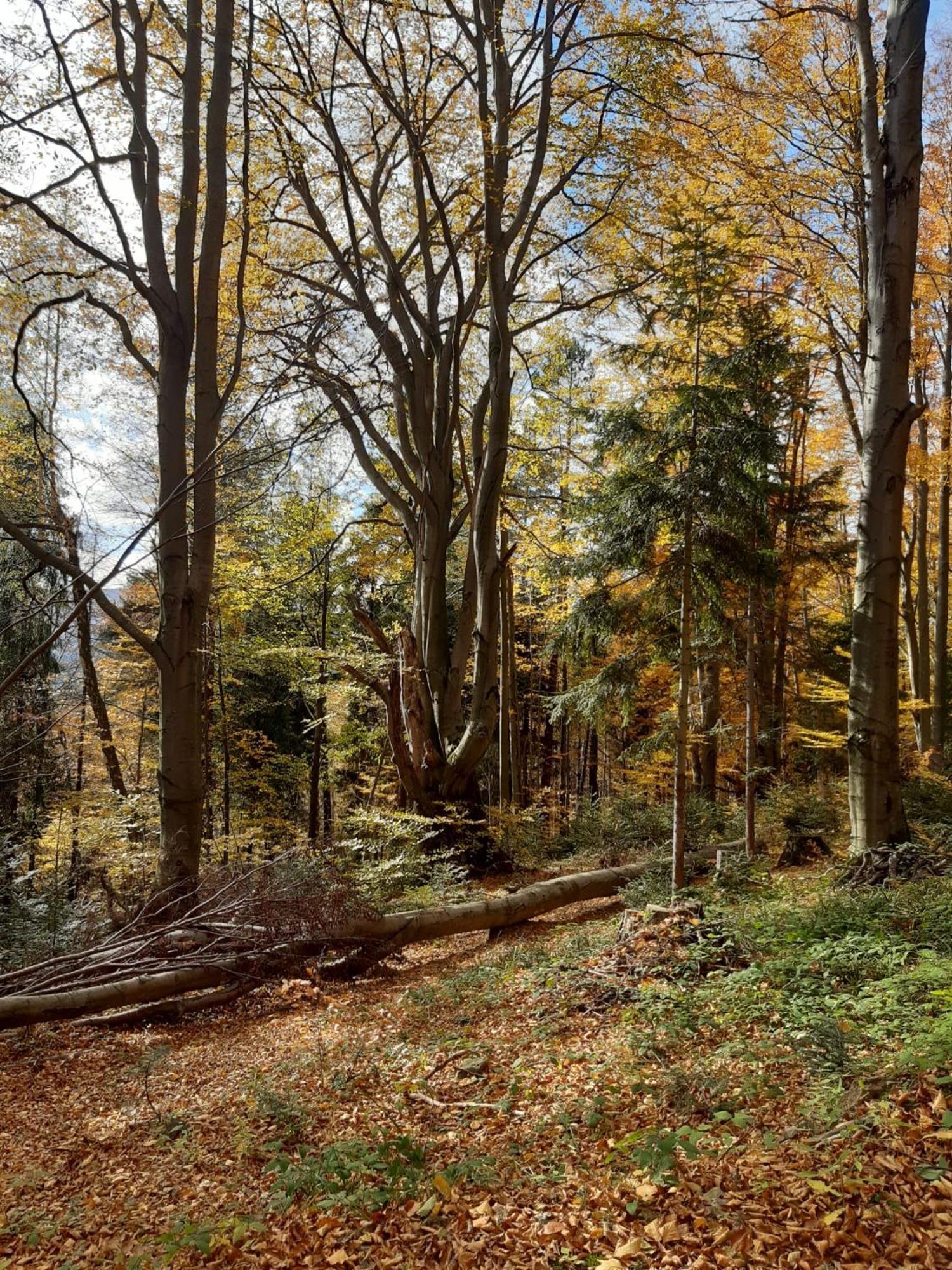 Chata Pod Wyciagiem Wańkowa Buitenkant foto