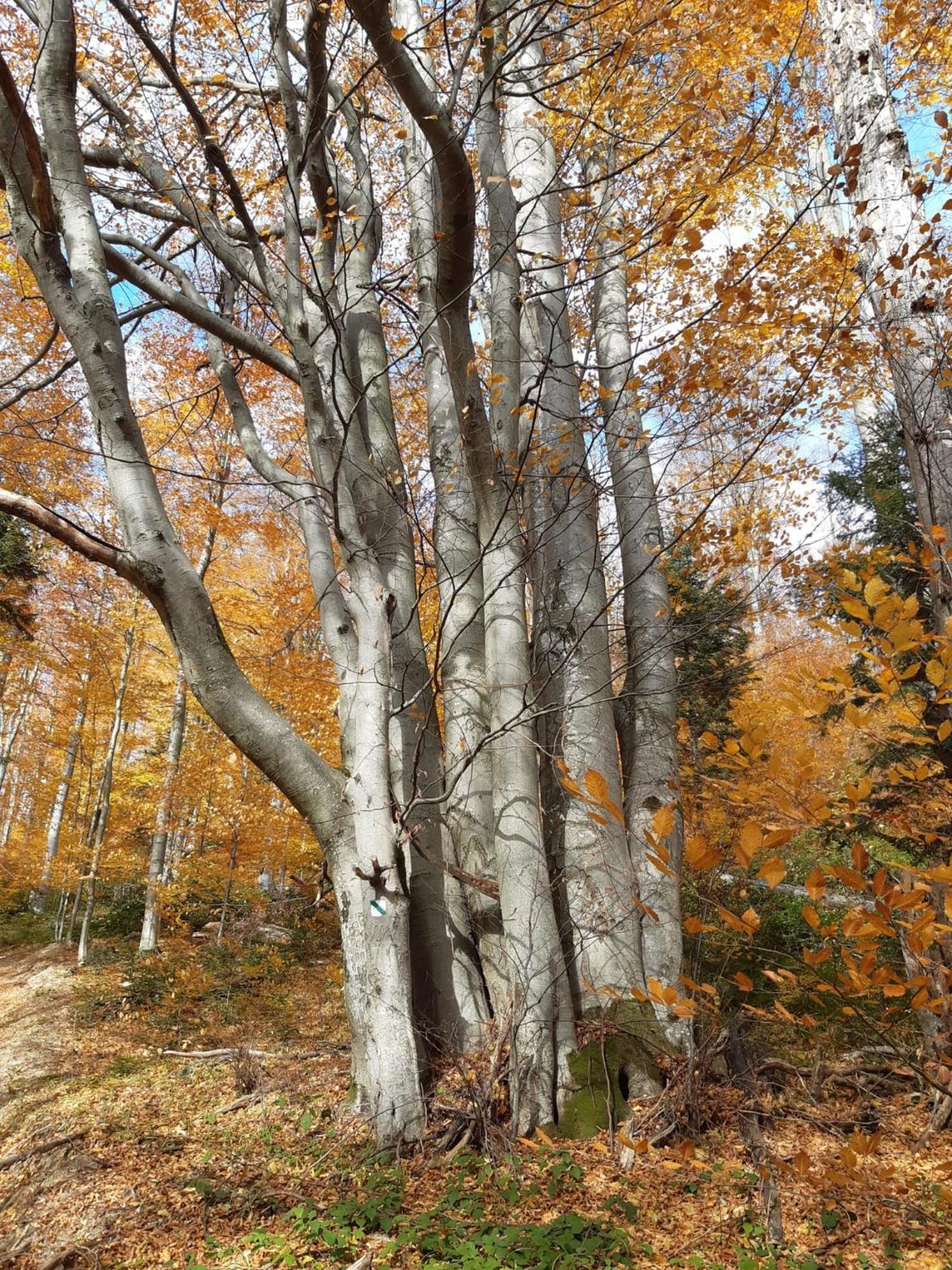 Chata Pod Wyciagiem Wańkowa Buitenkant foto
